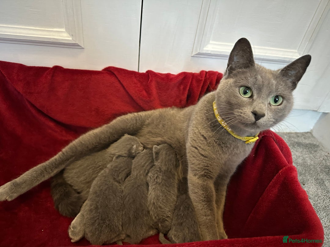 Russian Blue cats for sale: Russian Blue Kittens  - Advert 1