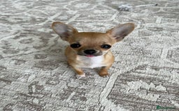 Chihuahua dogs for sale: Chihuahua Boy - Image 5