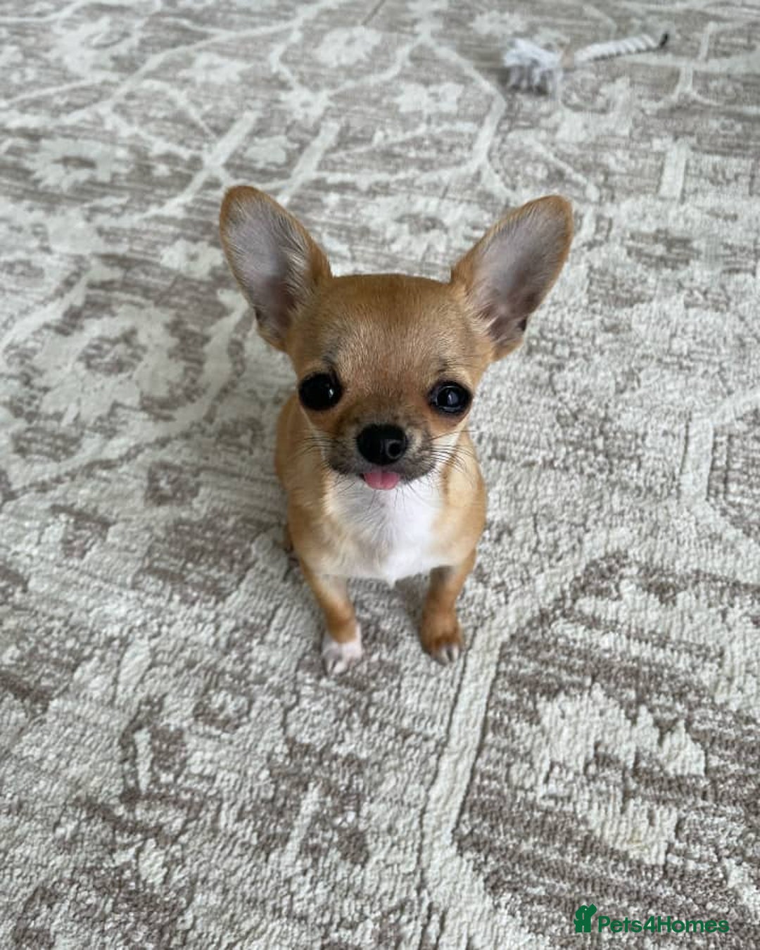 Chihuahua dogs for sale: Chihuahua Boy - Image 5