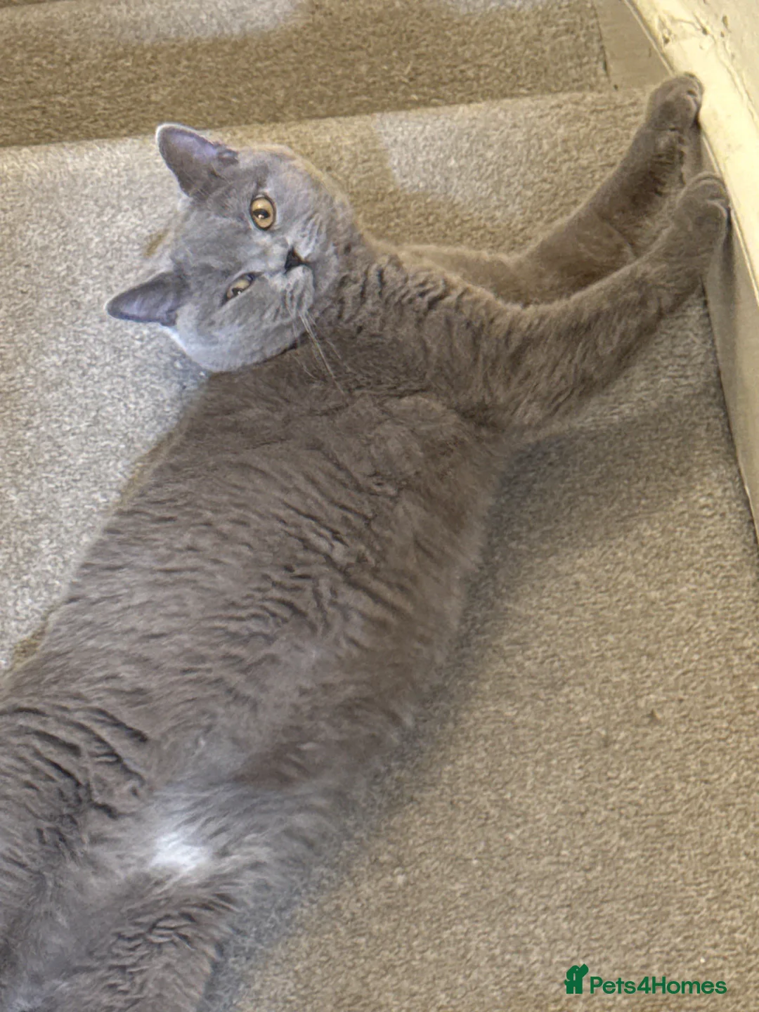 British Shorthair cats for sale: Mochi  in Smethwick - Advert 2