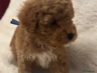 Cockapoo dogs Stunning litter of true miniature cockapoos ⭐️🐾🐾 - Advert 5