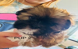 Lhasa Apso dogs for sale: 6 beautiful Lhasa Apso puppies - Image 12