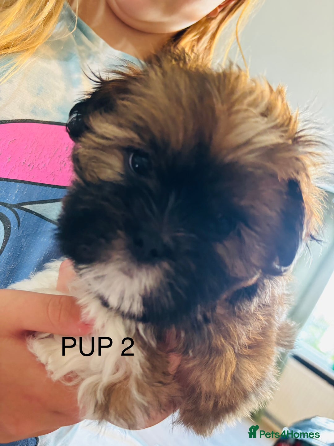 Lhasa Apso dogs for sale: 6 beautiful Lhasa Apso puppies - Image 12