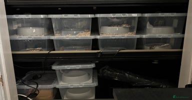 Python Snake reptiles - Advert 7