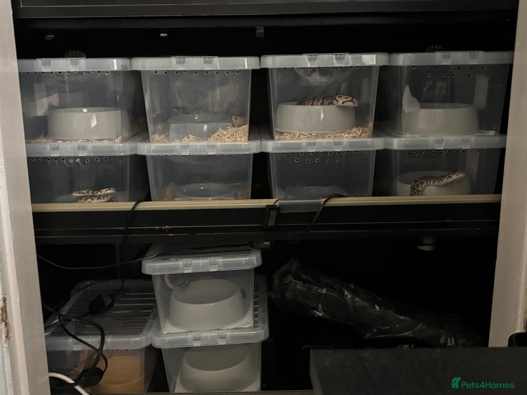 Python Snake reptiles for sale: 11 BALL PYTHONS AND STACK - Image 3