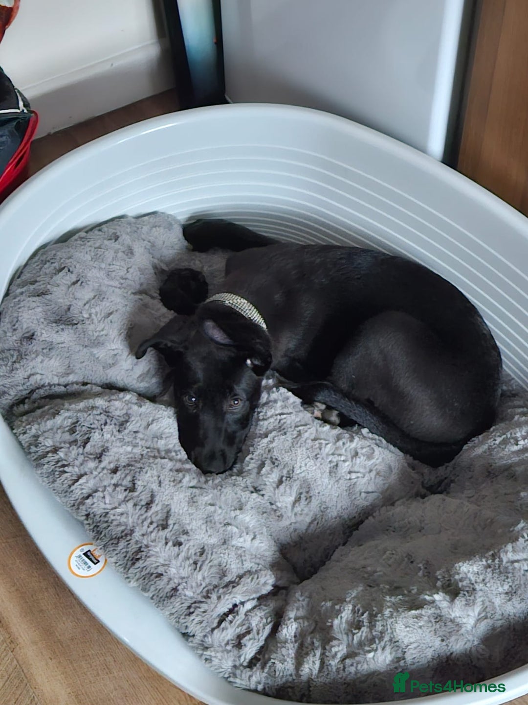 Mixed Breed dogs for sale: 14 week German shepard x rottweiler  - Image 5