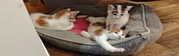 Mixed Breed cats for sale: Ginger-and-white boys and one Clico girl - Advert 7