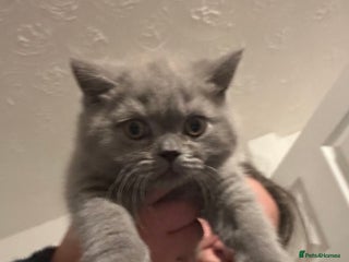 British Shorthair cats ONE PURE BREAD BSH BOY LEFT!!! - Advert 16