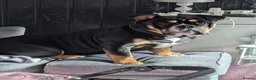 Mixed Breed dogs for sale: Nebbr registered male pup 9 months old - Advert 4