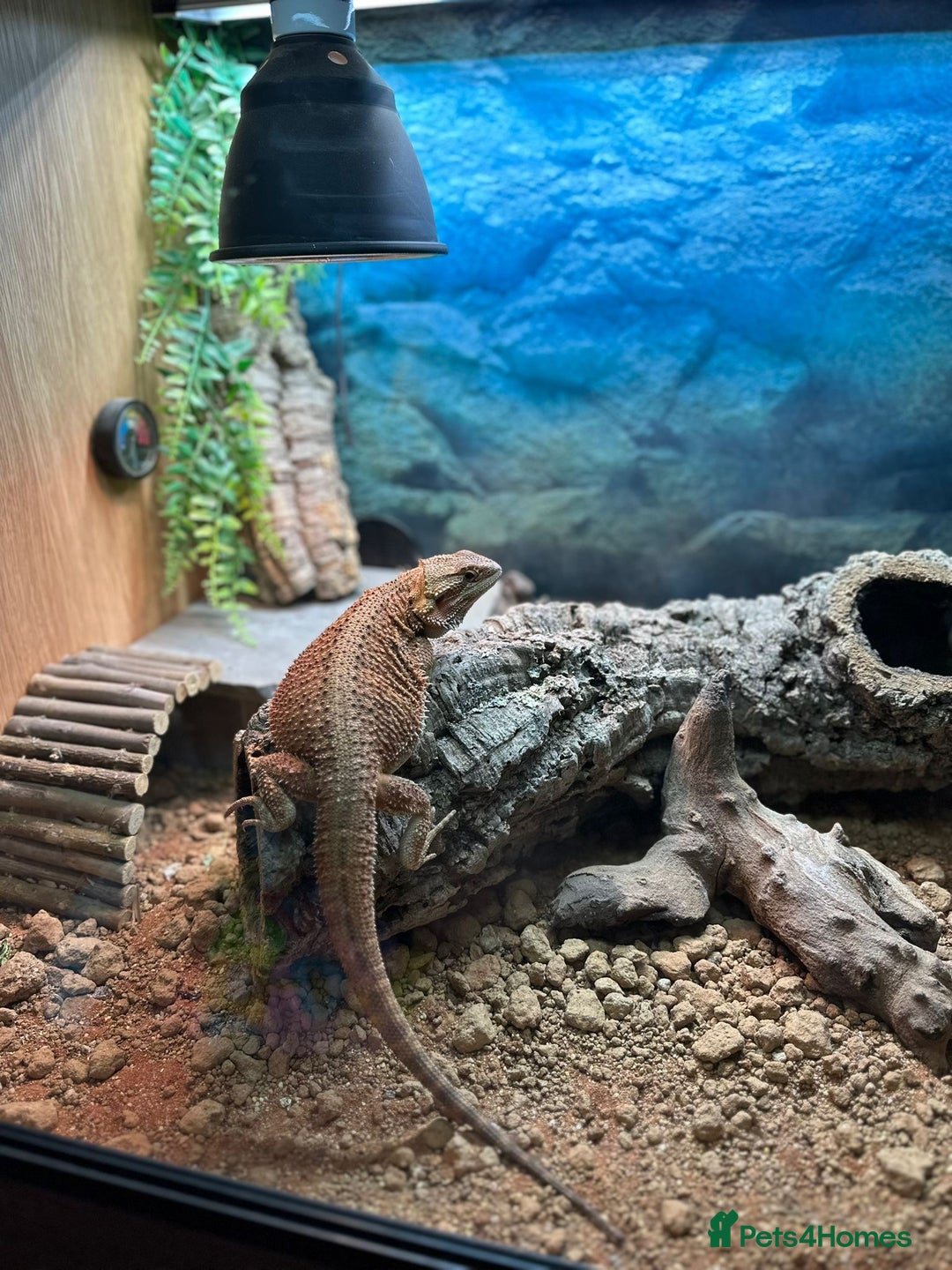 Bearded Dragon reptiles for sale: Bearded dragon for sale - Image 3