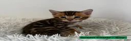 Bengal cats for sale: Luxury 5-Generation-Pegree Bengal Kittens in Blackburn - Advert 6