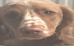 Cockapoo dogs for sale: 1 year Male cockapoo needing loving home  - Image 2
