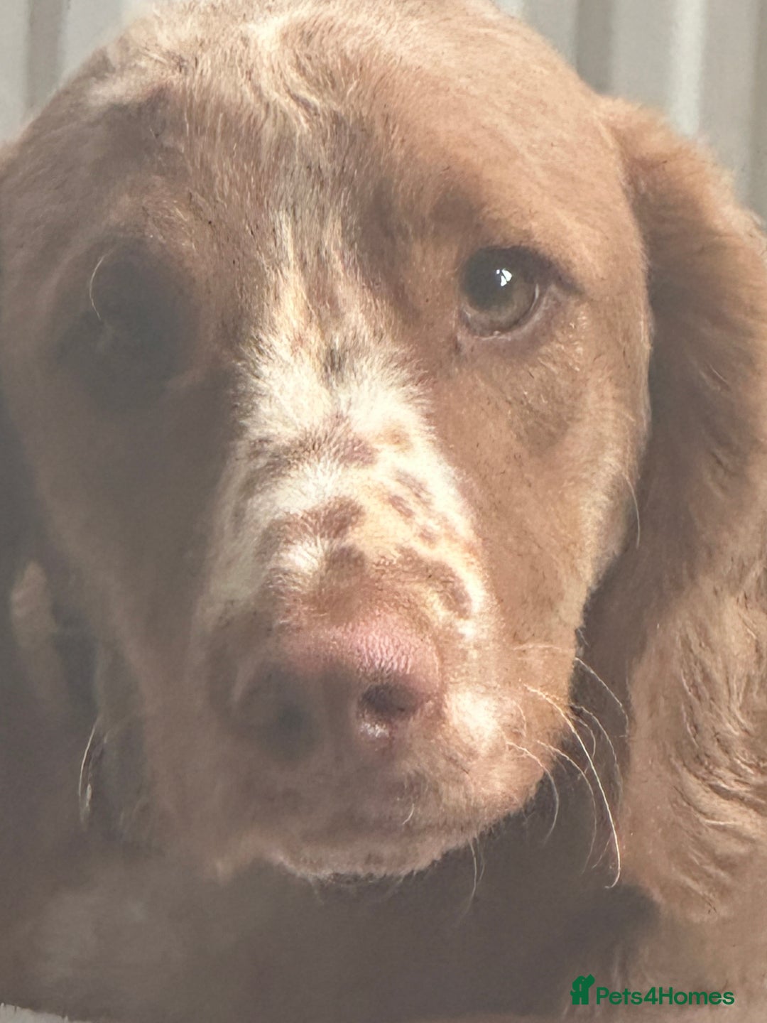 Cockapoo dogs for sale: 1 year Male cockapoo needing loving home  - Image 2