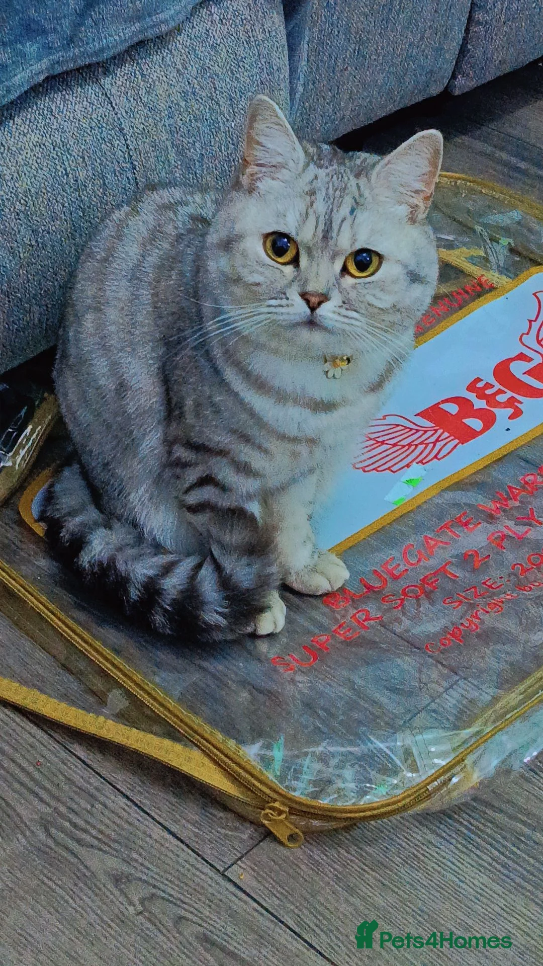 British Shorthair cats for sale: British Shorthair - Advert 5