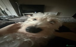 Cockapoo dogs for sale: Poodle mixed dog - Image 4