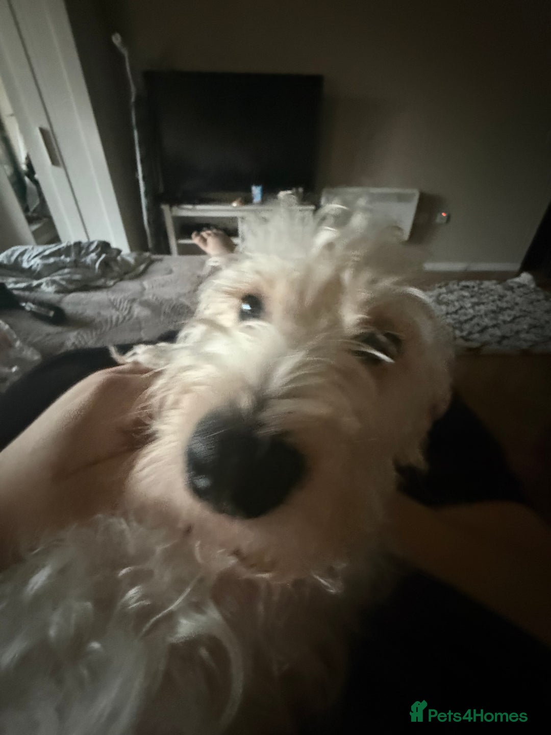 Cockapoo dogs for sale: Poodle mixed dog - Image 4