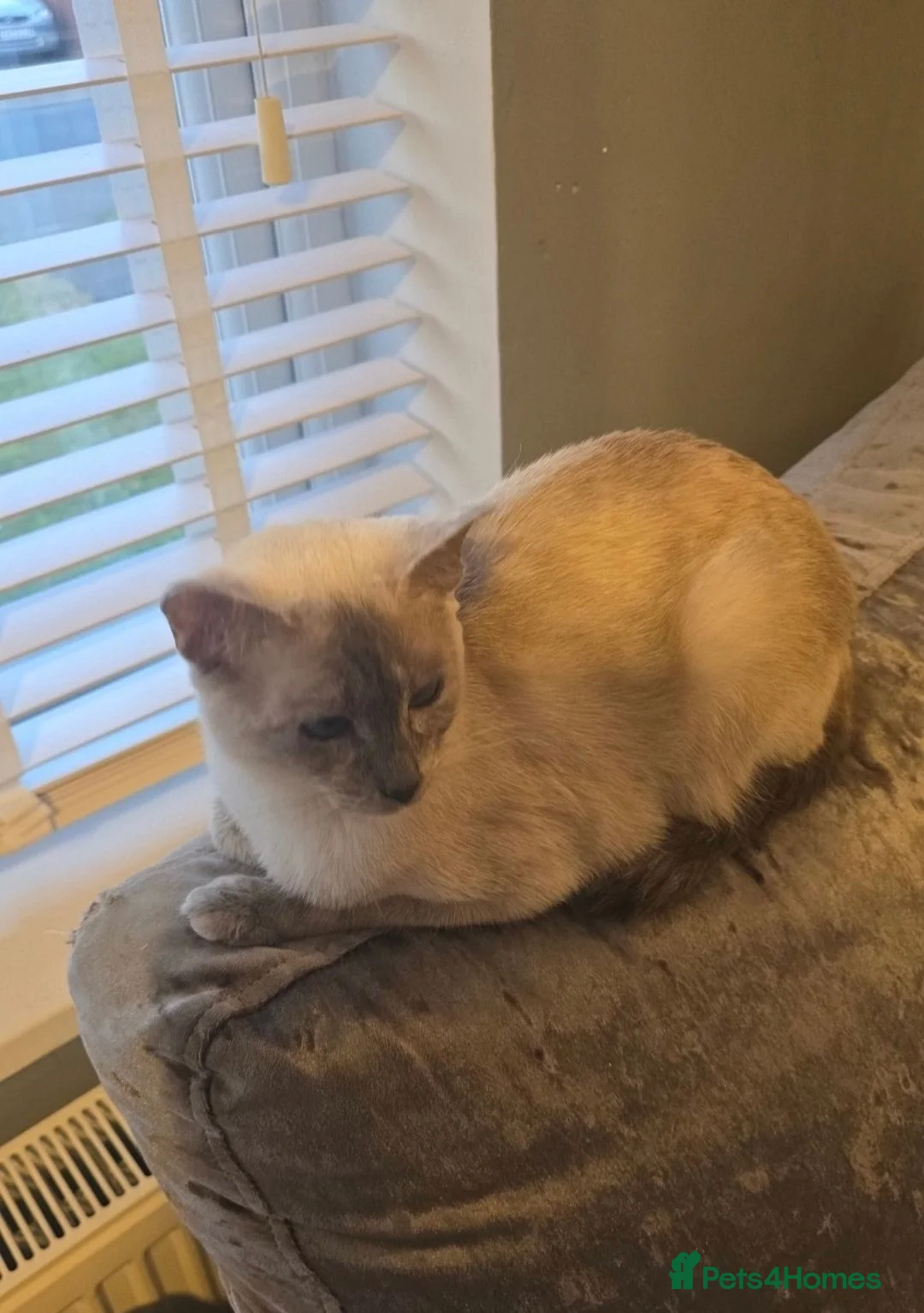 Mixed Breed cats for sale: Ragdoll x Siamese baby girl - Advert 2