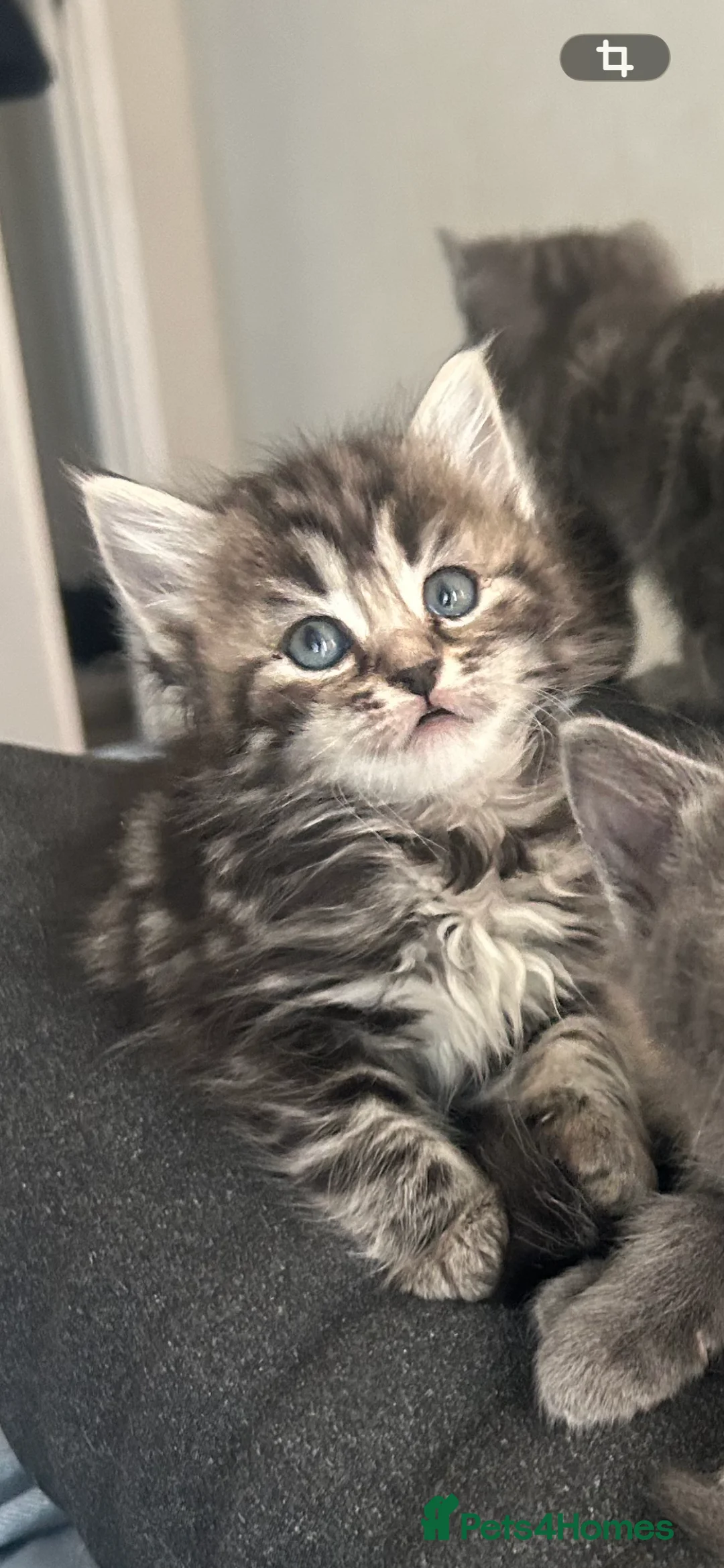 Mixed Breed cats for sale: Kittens 😍 - Advert 2