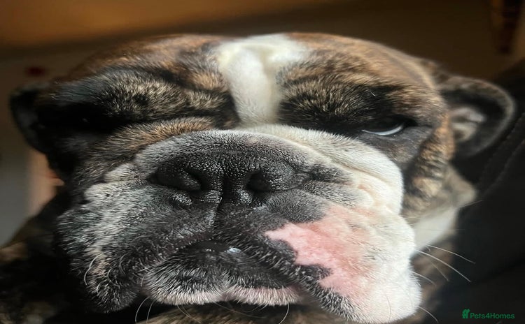 English Bulldog dogs - Advert 1