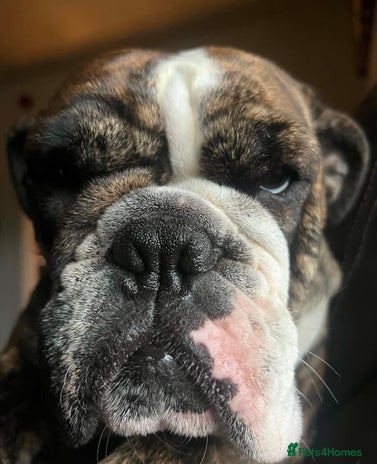 English Bulldog dogs - Advert 1