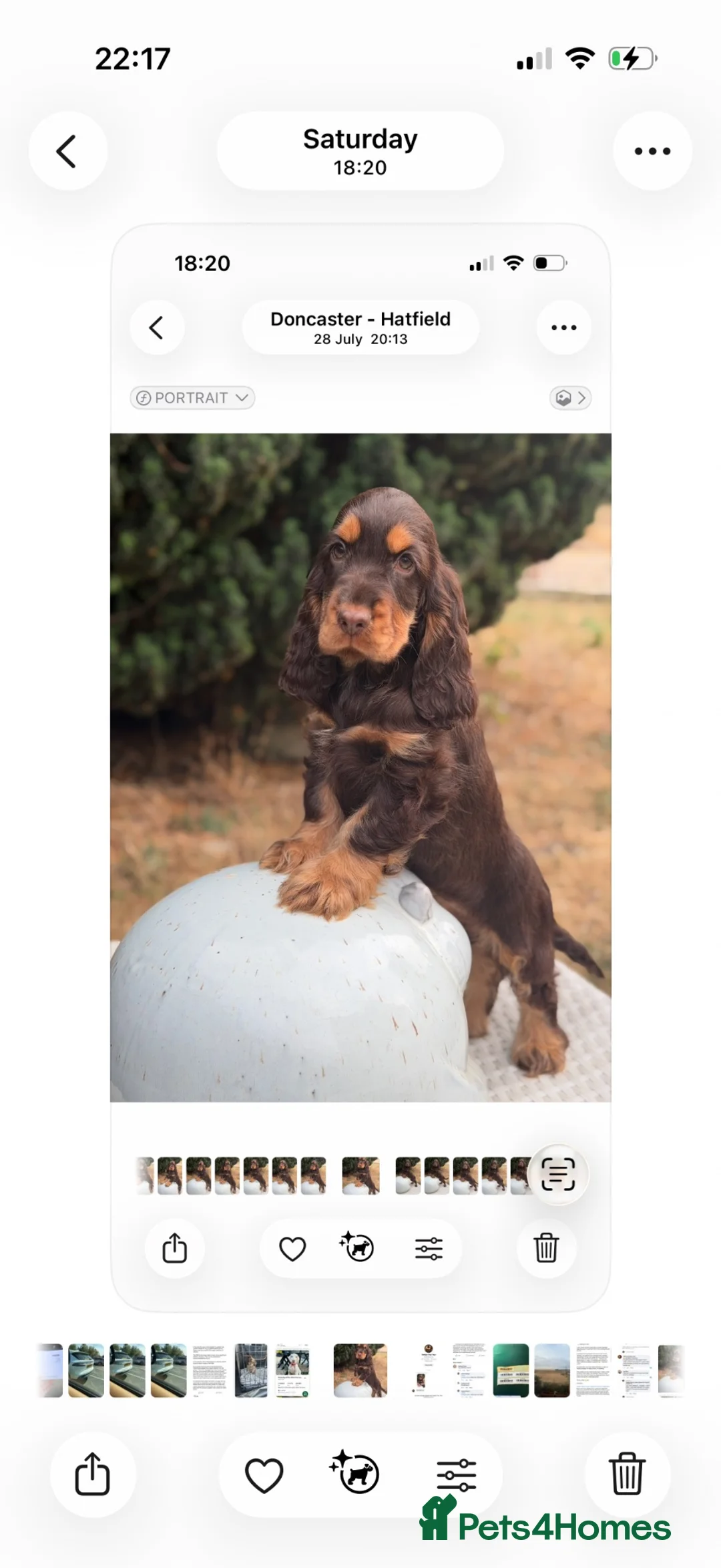 Cocker Spaniel dogs for sale: Stunning show cockers  in Doncaster - Advert 6