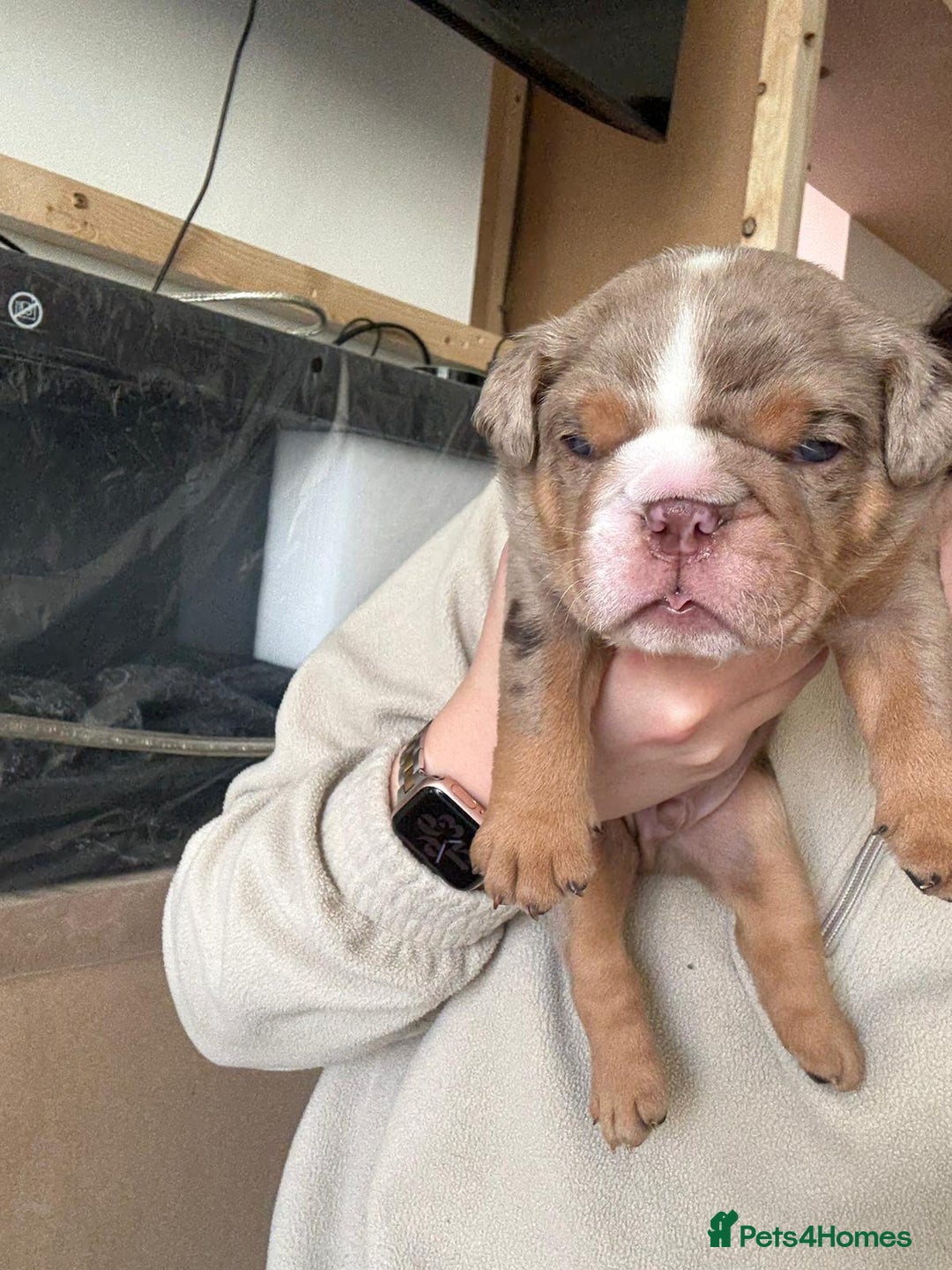 English Bulldog dogs for sale: Bulldog Puppies Champion bloodlines - Advert 4