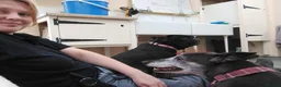 Greyhound dogs for adoption: Jetts & Flump - Advert 5