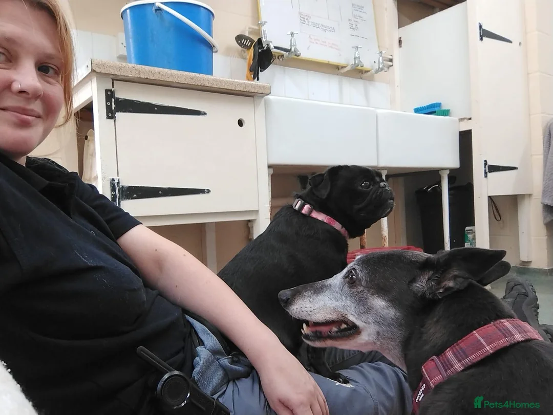 Greyhound dogs for adoption: Jetts & Flump - Advert 5