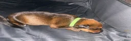 Mixed Breed dogs for sale: 🐾 Rottweiler x Belgian Malinois Puppies  - Advert 17
