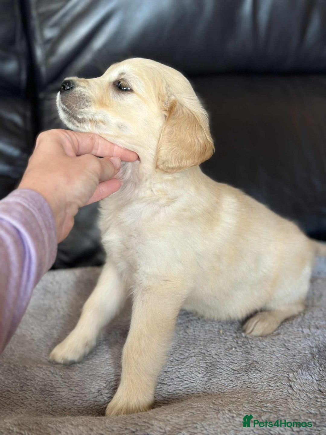 Golden Retriever dogs for sale: 7 kc golden retrievers left  - Image 12