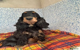 Cocker Spaniel dogs for sale: Beautiful cocker spaniel Boys  - Image 5