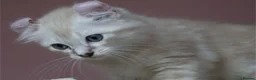 American Curl cats for sale: Pure American curl kittens  - Advert 16