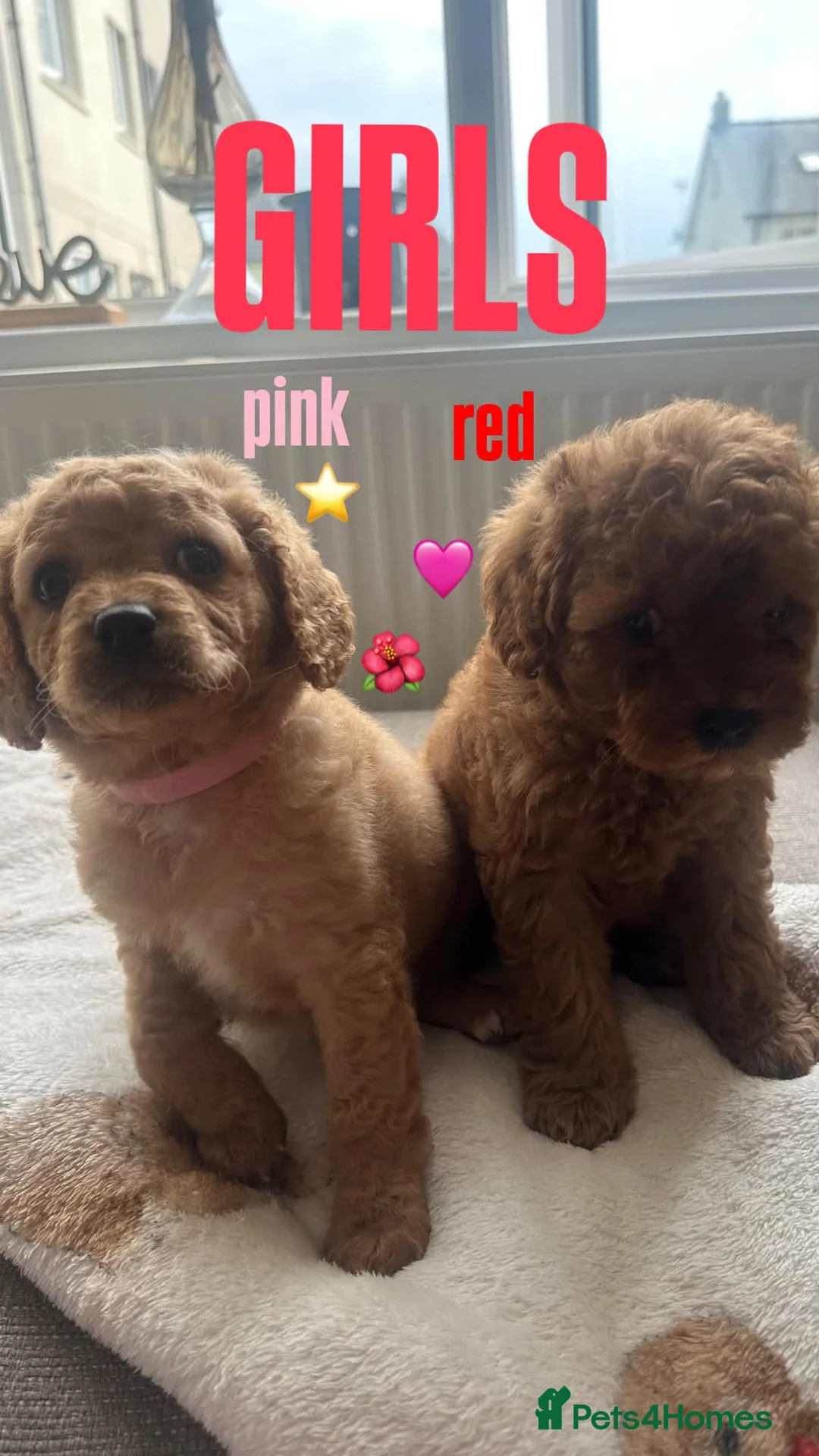 Mixed Breed dogs for sale: Cavapoochon - Advert 1