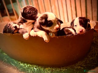 Border Collie dogs Border collie puppies - Advert 3