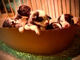 Border Collie dogs Border collie puppies - Advert 1