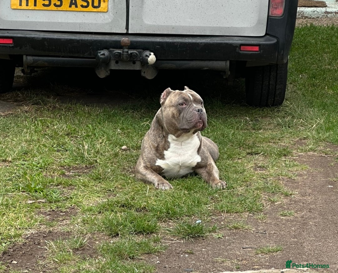 American Bully dogs for stud: Pocket bully stud 6x Dali  - Advert 2