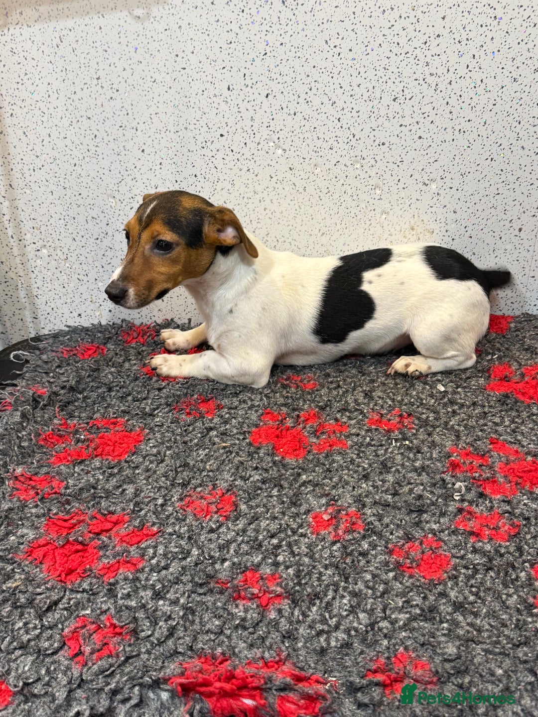 Jack Russell dogs for sale: Jack Russell male  - Advert 2