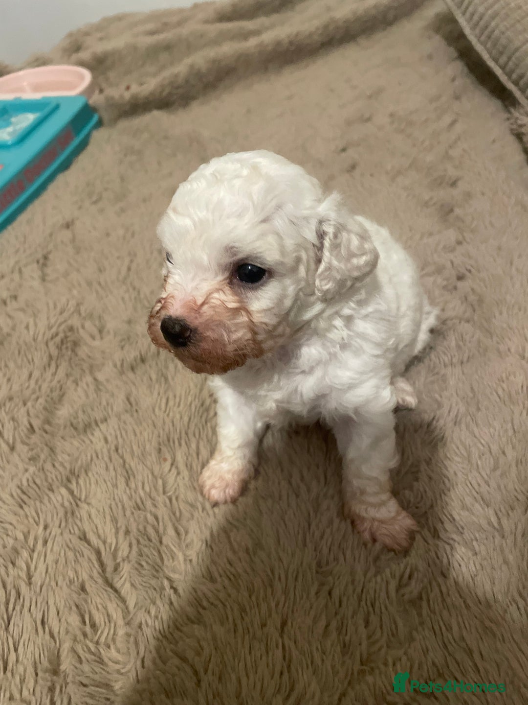 Bichon Frise dogs for sale: BEAUTIFUL BICHONS  - Advert 7