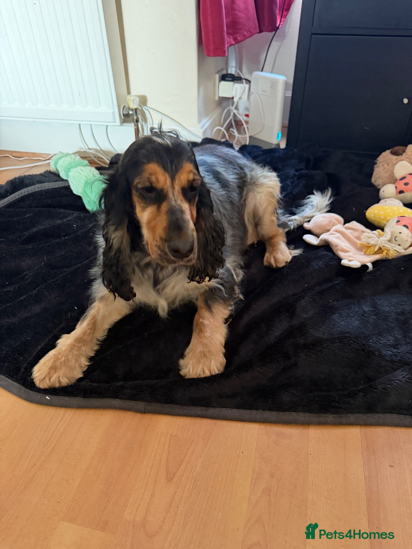 Cocker Spaniel dogs KC show type cocker spaniel for REHOME  - Advert 1