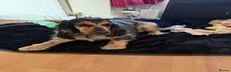 Cocker Spaniel dogs for sale: KC show type cocker spaniel for REHOME  - Advert 1