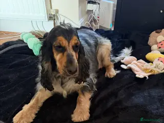 Cocker Spaniel dogs KC show type cocker spaniel for REHOME - Advert 1