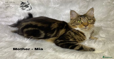 Maine Coon cats - Advert 3