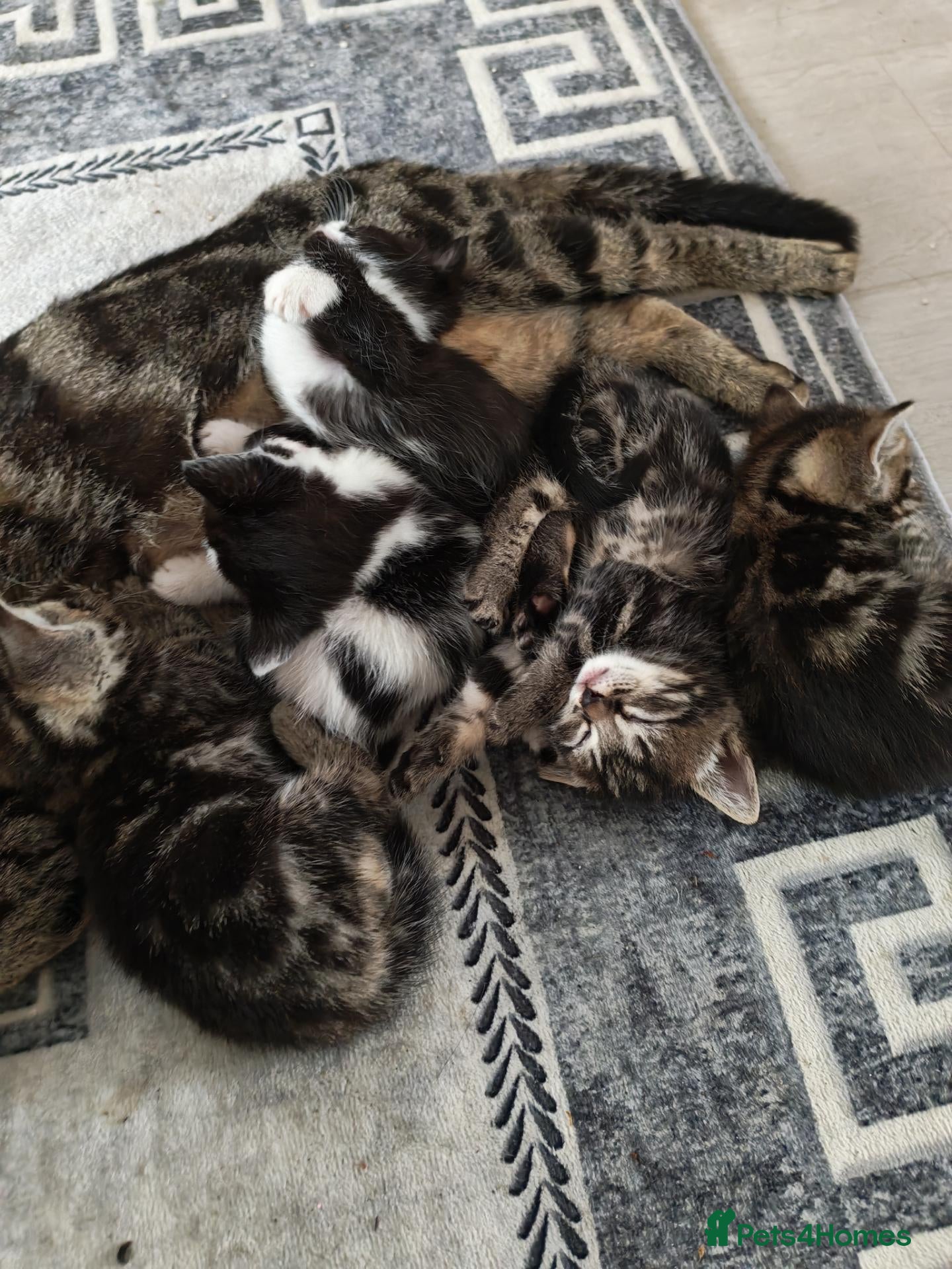 Domestic Shorthair cats Very playful and lovely kittens - Advert 8