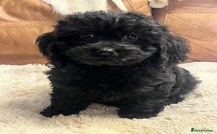 Cavapoo dogs - Advert 3