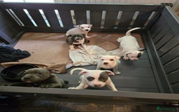 Staffordshire Bull Terrier dogs for sale: VERY RARE TOP QUALITY WHITE BLUE PIED STAFFORD BOY - Image 10
