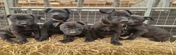 Mixed Breed dogs for sale: Dutch herder/bull herder - Advert 5