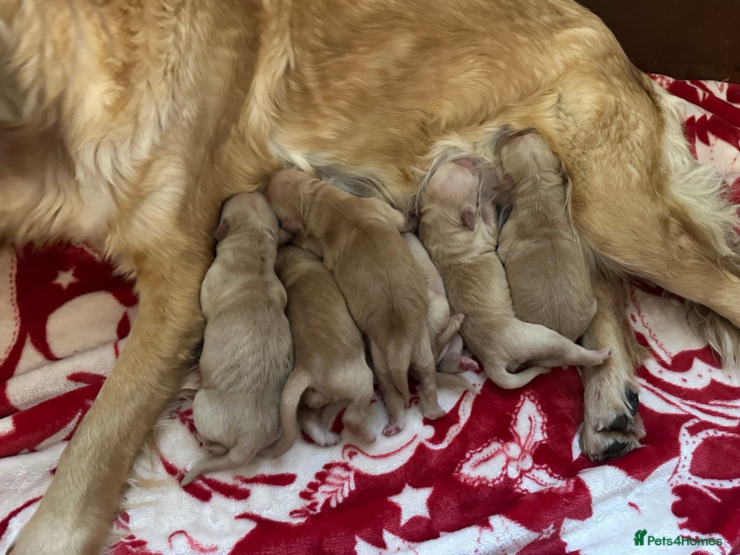 Golden Retriever dogs for sale: Golden retriever puppies kc reg dark - Advert 5