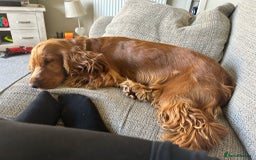Cocker Spaniel dogs for sale: Stunning Show type Cocker Spaniels - Image 12