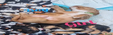Cockapoo 5