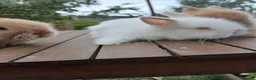 Lionhead rabbits for sale: Beautiful DM Lionheads  - Advert 5